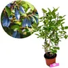 Lonicera caerulea 'Larisa' - Honigbeere - Höhe 70 cm - Produktbild-Vorschau 1