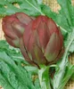 Cynara scolymus, Artischocke, ca. 11x11 cm Topf Produktbild-Vorschau 2