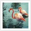 Poster - Poster ohne Rahmen - Rosa Flamingos Wasser - 50x50 Produktbild-Vorschau 1