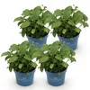 Green boutiQ - Gartenpflanze - Hydrangea Endles Summer The Produktbild-Vorschau 2