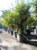 Drzewo granatu Sunny Tree XXL, Punica Granatum, 240 cm, Podgląd zdjęcia produktu 5