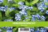 Vergissmeinnicht für Werbezwecke (500 Stück) | Produktbild-Vorschau 2