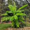 Japanische Faserbanane – Musa basjoo – Winterhart – 2 Produktbild-Vorschau 1