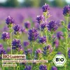 Samenliebe  Luzerne Samen | Futterpflanze - winterhart & Produktbild-Vorschau 4