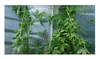 10x Cyclanthera pedata Hörnchenkürbis Garten Pflanzen - Produktbild-Vorschau 7