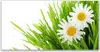 Acrylglasbilder 120x60 Wandbild Druck Gras Gänseblümchen Produktbild-Vorschau 1