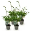 Set di 4 bambù Fargesia robusta Pingwu, bambù da giardino Anteprima dell’immagine prodotto 3