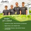 Enseleits Kerbel Pflanze, Anthriscus cerefolium, frischer Produktbild-Vorschau 2