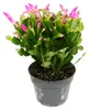 Großer Weihnachtskaktus – Schlumbergera – XXL – Topf 17 cm Produktbild-Vorschau 2