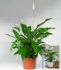 BALDUR Garten 1x Spathiphyllum|Einblatt|55-65 cm hoch, Produktbild-Vorschau 2
