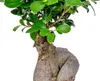 Bloomique - Ficus Ginseng - Bonsai Baum - Zimmerpflanzen - Produktbild-Vorschau 4