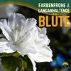 Close-up of white flowers with text overlay advertising colorful and long-lasting blooms. Náhľad obrázku produktu
