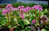 Stauden Gänge 1 x Bergenia cordifolia ‚Winterglut‘ - Produktbild-Vorschau 6