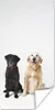 MuchoWow® Poster Zwei Labrador Retriever zusammen im Studio Produktbild-Vorschau 1