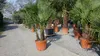 mehrstämmig Trachycarpus Fortunei Palme Palmengruppe, Produktbild-Vorschau 4