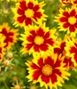 A close-up view of several blooming Coreopsis flowers with red and yellow petals. Produktbild-Vorschau