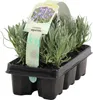 Lavendel Grosso 6-er Pack FloraSelf Lavandula angustifolia Náhled obrázku produktu 2