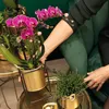 Kolibri Orchids | COMBI DEAL von 2 lila Phalaenopsis Produktbild-Vorschau 4