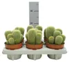Tonneau d'Or – Notocactus leninghausii – Parodia – Produktbild-Vorschau 2