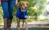 A golden retriever dog wearing a blue coat, being walked by a person. Produktbild-Vorschau