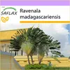SAFLAX - Cestovateľský strom - Ravenala madagascariensis - Náhľad obrázku produktu 10