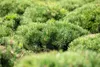 Pinus mugo 'Pumilio', Bergkiefer, kompakt, 25–30 cm Produktbild-Vorschau 12
