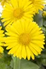 Doronicum orientale 'Little Leo', Gämswurz, gelb, ca. 9x9 Produktbild-Vorschau 3