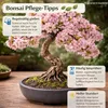 Tropica Bonsai: Blüten- und Zierkirsche Produktbild-Vorschau 6