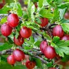 Hinnonmaki Rod all'uva spina rossa 2L Anteprima dell’immagine prodotto 3