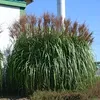 Stauden Gänge 1 x Miscanthus sinensis 'Malepartus' im 1 Produktbild-Vorschau 5