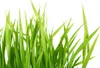 Barenbrug WATER SAVER Gras, 15 kg, dürreresistent und für Produktbild-Vorschau 15