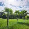 Bloomique - Trachycarpus Fortunei - Chińska palma Podgląd zdjęcia produktu 4