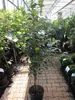 Malus Schöner aus Boskoop - Winterapfel Schöner aus Boskoop Produktbild-Vorschau 3