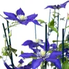 Close-up of purple clematis flowers with green leaves and stems, supported by dark green stakes against a white background. Anteprima dell’immagine prodotto
