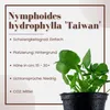 Piante acquatiche: Nymphoides hydrophylla, varietà Taiwan, Anteprima dell’immagine prodotto 3