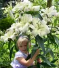 BALDUR Garten 3x Tree-Lily Pretty Woman,  Zwiebeln mit Produktbild-Vorschau 2