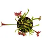 Pianta tubolare - Sarracenia "Judith" - Pianta carnivora - Anteprima dell’immagine prodotto 3