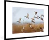MuchoWow® Gerahmtes Poster Ente - Vogel - Schilf - Wasser - Produktbild-Vorschau 1