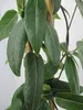 Lonicera henryi - Geissblatt henryi 80-100 Produktbild-Vorschau 1