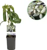 GreenboutiQ - Kletterpflanze - Clematis armandii - Blüte Produktbild-Vorschau 1