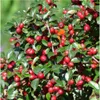 Plants by Frank | 48 Zwergmispel Pflanzen | Cotoneaster Produktbild-Vorschau 3