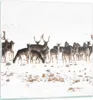 Bilder auf glas - Hirsch Winter Tierwelt Landschaft - Produktbild-Vorschau 1