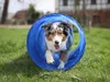 Agility Set für kleine und mittelgroße Hunde, Hundesport Produktbild-Vorschau 8