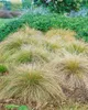 Carex testacea, Neuseeländisches Segge, orange-braun, ca. Produktbild-Vorschau 5