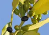 SAFLAX - Drzewo Laurowe Przyprawowe - 6 Nasiona - Laurus Podgląd zdjęcia produktu 5