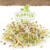 Artikelbild 10 von 'BIO Keimsprossen Alfalfa' aus der Kategorie Keimsprossen Produktbild-Vorschau