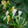 Bloomique - Lonicera Heckrottii Halliana - Chèvrefeuille du Voir les images du produit 3