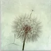 ARTland Glasbild Pusteblume II Größe: 50x50 cm Produktbild-Vorschau 1