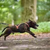 Non-stop dogwear Geschirr Rush Harness schwarz/orange, Produktbild-Vorschau 5