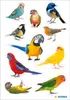 A collection of various bird stickers arranged on a white background. Produktbild-Vorschau